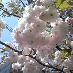 桜咲く 八重桜